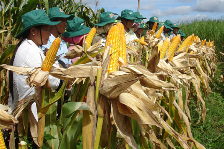 Trồng bắp lai cho năng suất cao. Ảnh: V.H