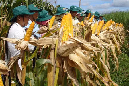 Trồng bắp lai cho năng suất cao. Ảnh: V.H
