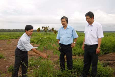 Kiểm tra mức độ phát triển của cao su mới trồng ở Stung Treng. Ảnh: V.V