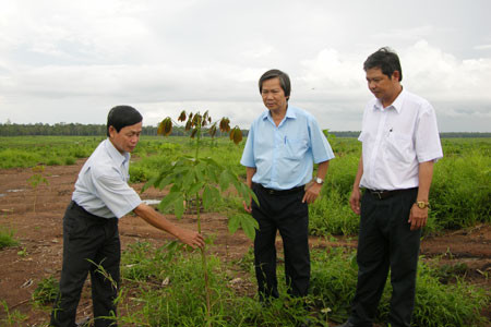 Cao su Việt Nam trên đất bạn Campuchia ảnh 1 Kiểm tra mức độ phát triển của cao su mới trồng ở Stung Treng. Ảnh: V.V