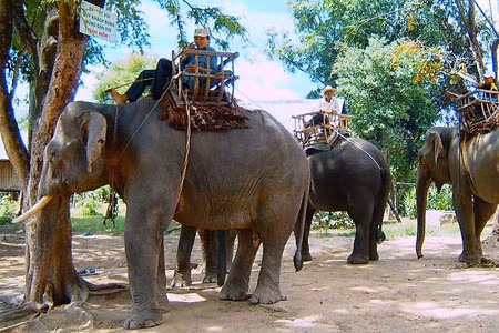 Voi phục vụ du lịch ở Buôn Đôn bị nhổ trụi lông đuôi. 