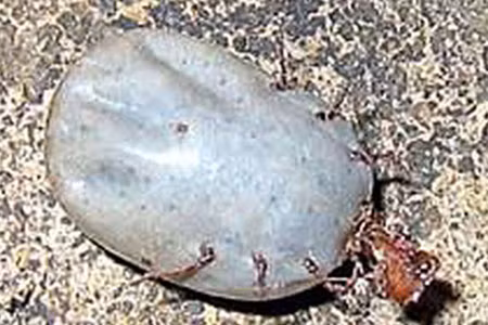 Loài bọ gây chết người ở Hà Nam, Trung Quốc