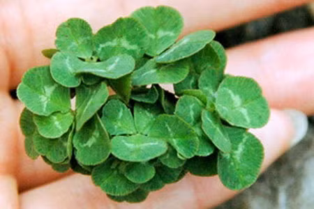 Cỏ ba lá có tới 56 lá ở Nhật Bản.