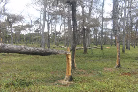 Cây chờ tái sinh bị thu dọn lấy đất trồng mì. Ảnh: L.N