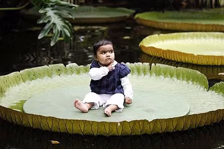 Lá súng khổng lồ.