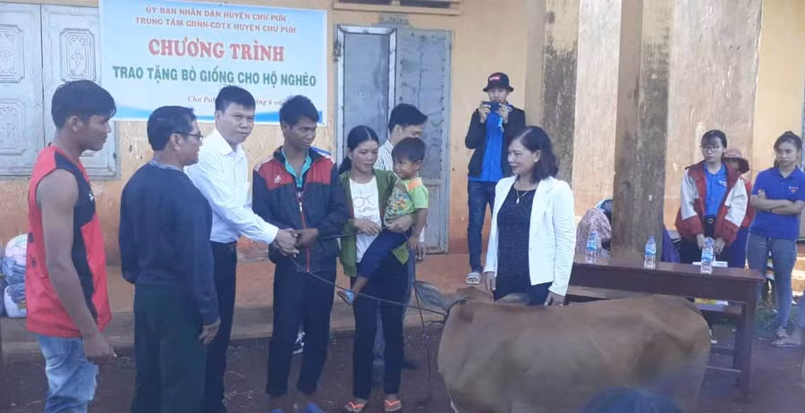 Việc tặng bò giống nhằm giúp hộ Ksor H'Thơm có điều kiện vươn lên thoát nghèo. Ảnh: Hồng Thương