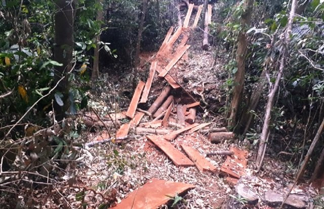 Lâm tặc ngang nhiên xẻ gỗ ngay tại tiểu khu 1488 thuộc sự quản lý của UBND xã Quảng Trực, huyện Tuy Đức, tỉnh Đác Nông nhưng chủ rừng không hề hay biết.