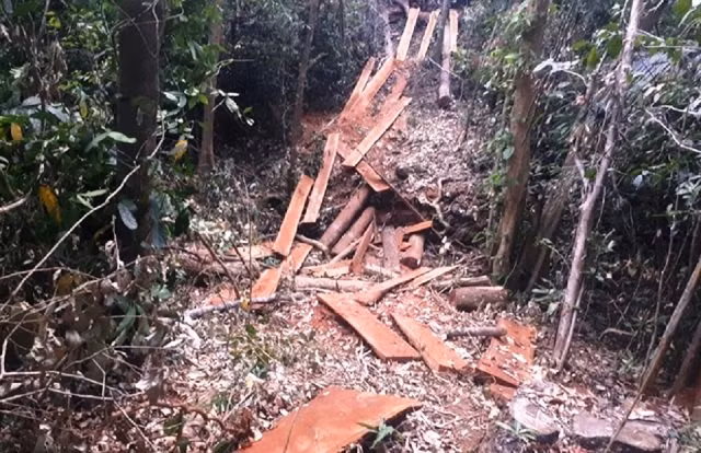 Lâm tặc ngang nhiên xẻ gỗ ngay tại tiểu khu 1488 thuộc sự quản lý của UBND xã Quảng Trực, huyện Tuy Đức, tỉnh Đác Nông nhưng chủ rừng không hề hay biết.