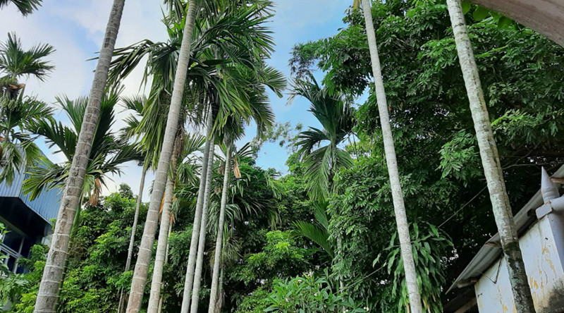 Hàng cau trước nhà là một đặc trưng nhà vườn ở Huế.  Hàng cau trước nhà là một đặc trưng nhà vườn ở Huế.