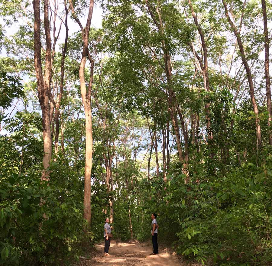 Rừng hương quý hiếm ở làng Grôn (xã Ia Kriêng, huyện Đức Cơ). Ảnh: H.D Rừng hương quý hiếm ở làng Grôn (xã Ia Kriêng, huyện Đức Cơ). Ảnh: H.D