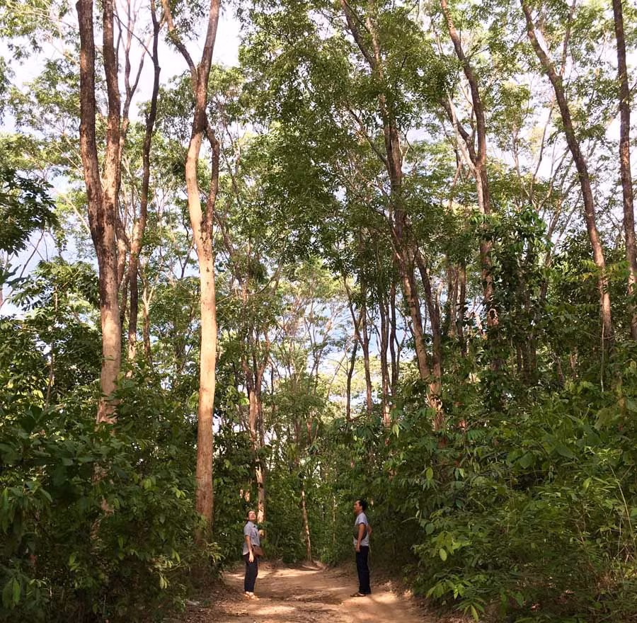 Rừng hương quý hiếm ở làng Grôn (xã Ia Kriêng, huyện Đức Cơ). Ảnh: H.D