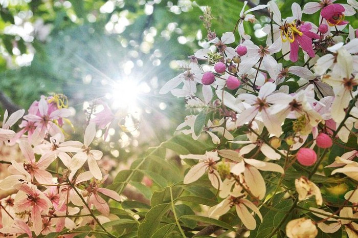 Trong cái nắng nóng của mùa hạ xứ Huế những tia nắng len lỏi qua những bông hoa khóm lá tạo cho người nhìn một cảm giác lung linh.