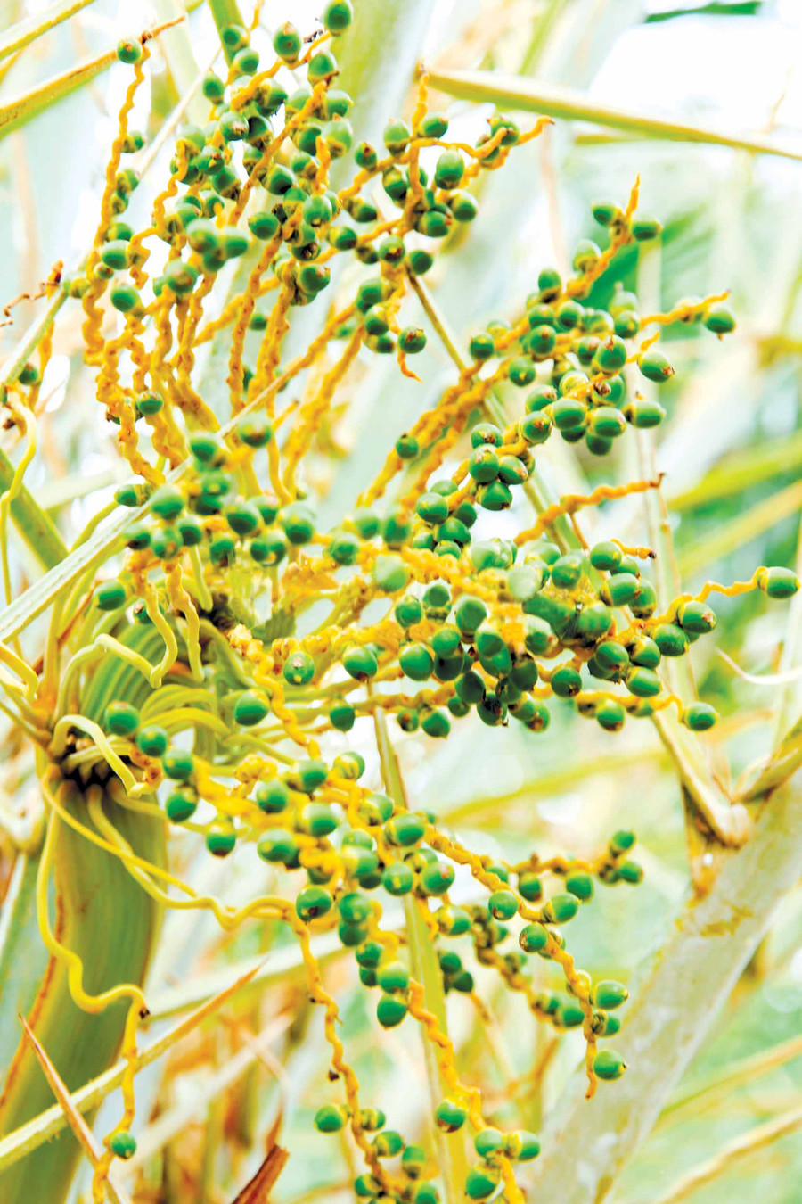 Quả chà là. Ảnh: internet