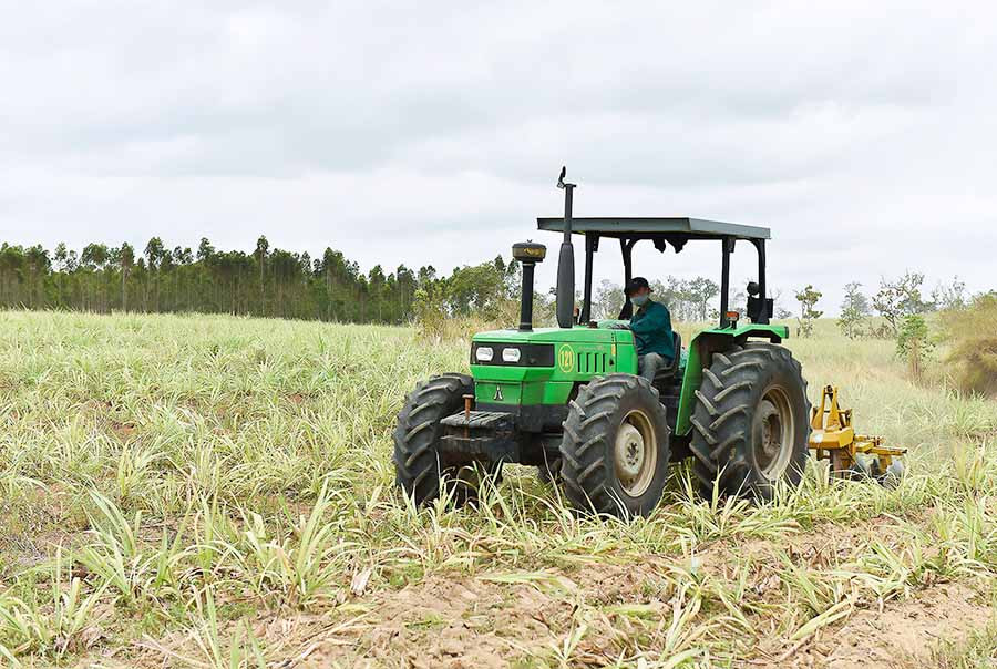 Người dân xã Yang Bắc (huyện Đak Pơ) chăm sóc mía. Ảnh: Đức Thụy