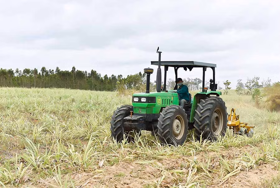 Người dân xã Yang Bắc (huyện Đak Pơ) chăm sóc mía. Ảnh: Đức Thụy