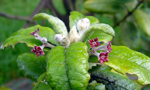 Cây ôliu St. Helena, loài tuyệt chủng năm 2003. Ảnh: IUCN Red List.
