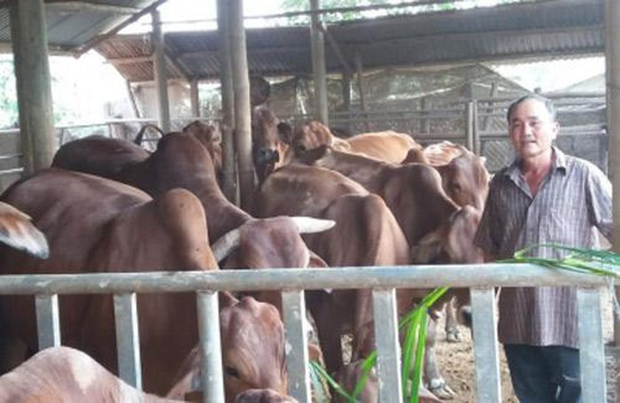 Chương trình thí điểm sản phẩm Bảo hiểm bò thịt, trâu thịt; bò giống, trâu giống tại Đăk Lăk sẽ giúp người dân yên tâm chăn nuôi. Ảnh: T.L