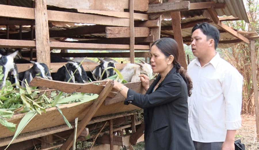  Chị Nguyễn Thị Diệu (thôn Thủy Phú, xã Ia Blứ) chăm sóc đàn dê của gia đình. Ảnh: N.H