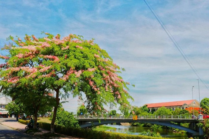  Sắc hoa mang màu hồng nhạt xen lẫn ánh nắng ngày hè tạo nên một khung cảnh thiên nhiên tuyệt đẹp, làm cho xứ Huế càng trở nên mộng mơ hơn.