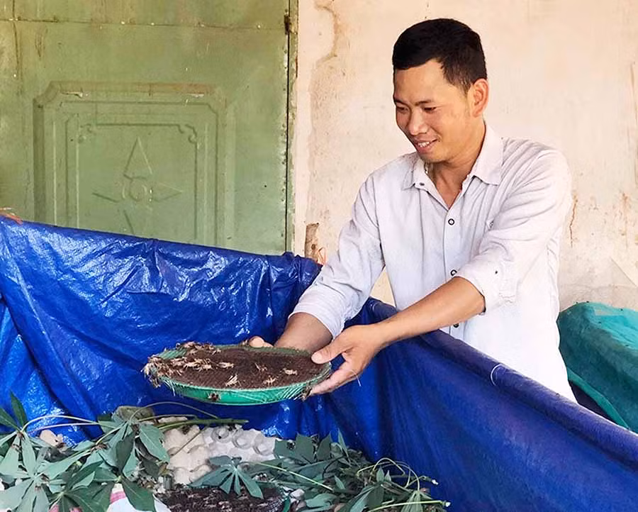  Mô hình nuôi dế đem lại thu nhập ổn định cho anh Quách Văn Luân (xã Bờ Ngoong, huyện Chư Sê). Ảnh: T.B