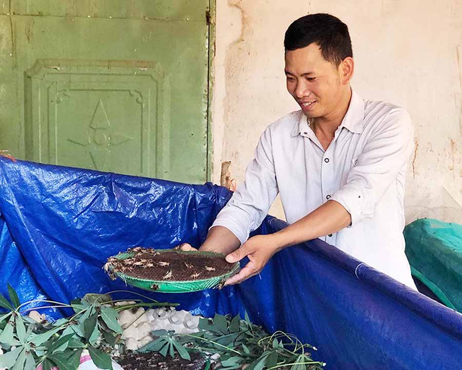  Mô hình nuôi dế đem lại thu nhập ổn định cho anh Quách Văn Luân (xã Bờ Ngoong, huyện Chư Sê). Ảnh: T.B