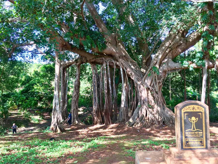 Cây đa làng Ghè-cây Di sản Việt Nam. Ảnh: K.L Cây đa làng Ghè-cây Di sản Việt Nam. Ảnh: K.L