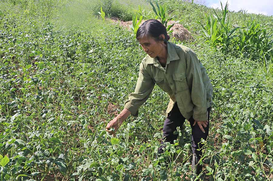  Diện tích đậu đen của gia đình bà Phạm Thị Chiến (xã Lơ Ku, huyện Kbang) bị bệnh khảm lá gây hại. Ảnh: N.M