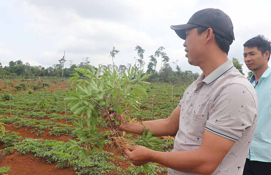 Mô hình trồng Sâm đương quy tại xã Sơ Pai, huyện Kbang. Ảnh: Chí Hào Mô hình trồng Sâm đương quy tại xã Sơ Pai, huyện Kbang. Ảnh: Chí Hào