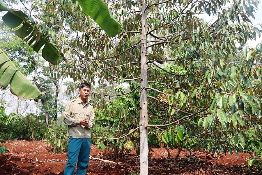  Anh Nguyễn Quang Vũ bên vườn sầu riêng sai quả. Ảnh: N.H