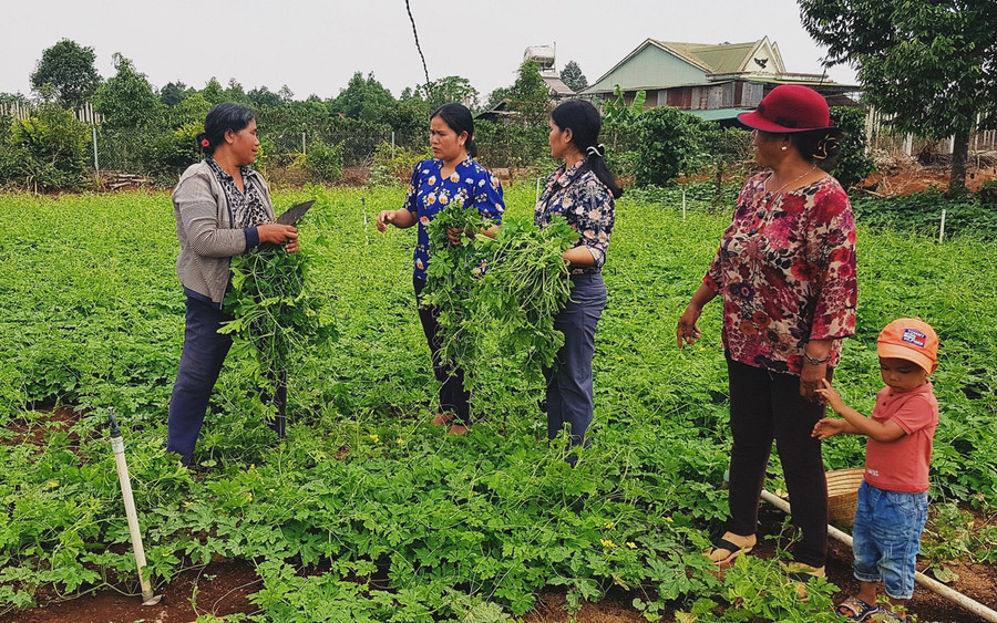 Nhiều hộ hội viên, phụ nữ ở làng Breng 1, xã Ia Dêr, huyện Ia Grai đã có vườn rau sạch. Ảnh: Nguyên Bình Nhiều hộ hội viên, phụ nữ ở làng Breng 1, xã Ia Dêr, huyện Ia Grai đã có vườn rau sạch. Ảnh: Nguyên Bình