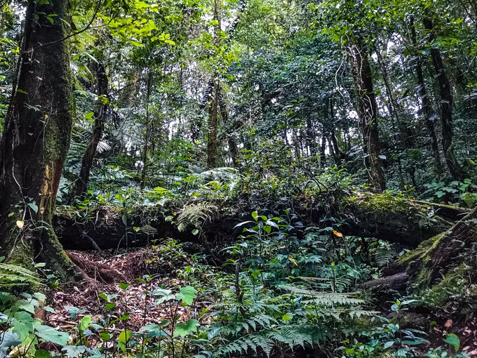 Đây là khu rừng anh Thuần Võ phát hiện loài khướu quý hiếm ở độ cao khoảng 2.000 m. Để tới được đây, nhiếp ảnh gia phải đi theo lối mòn của người dân địa phương.