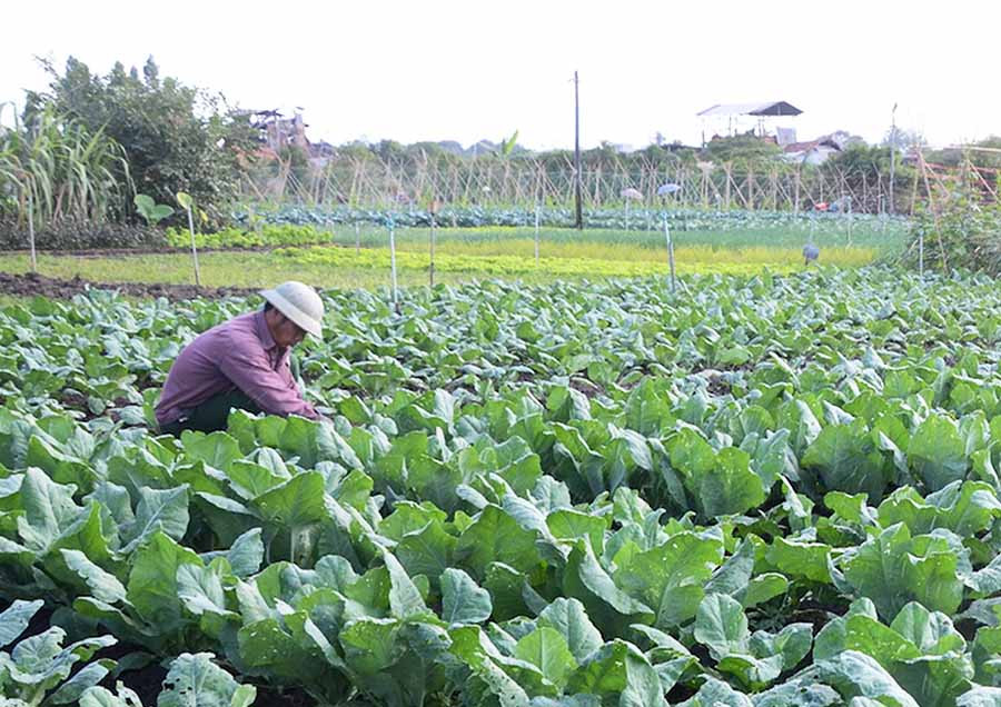 Hợp tác xã Sản xuất rau an toàn thị trấn Phú Thiện hỗ trợ thành viên sản xuất rau theo tiêu chuẩn VietGAP. Ảnh: Đ.P