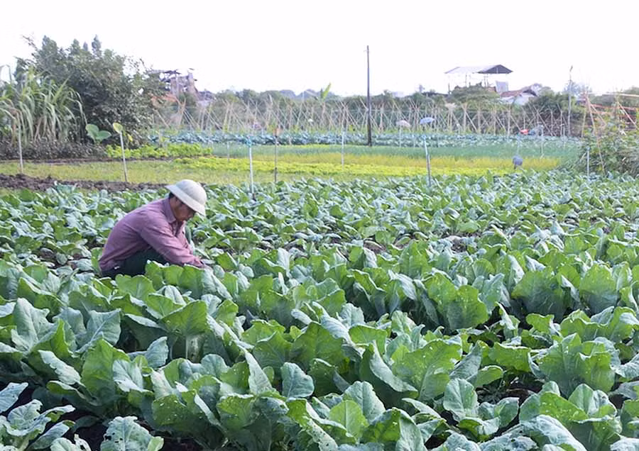 Hợp tác xã Sản xuất rau an toàn thị trấn Phú Thiện hỗ trợ thành viên sản xuất rau theo tiêu chuẩn VietGAP. Ảnh: Đ.P
