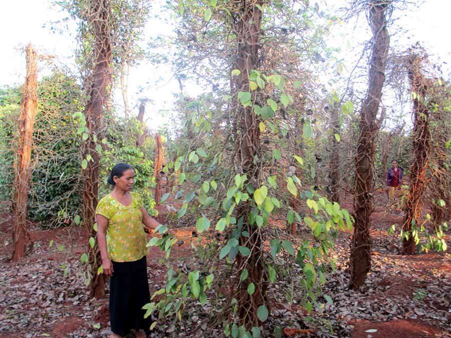  Mưa kéo dài khiến nhiều diện tích hồ tiêu trên địa bàn huyện Chư Pưh chết hàng loạt