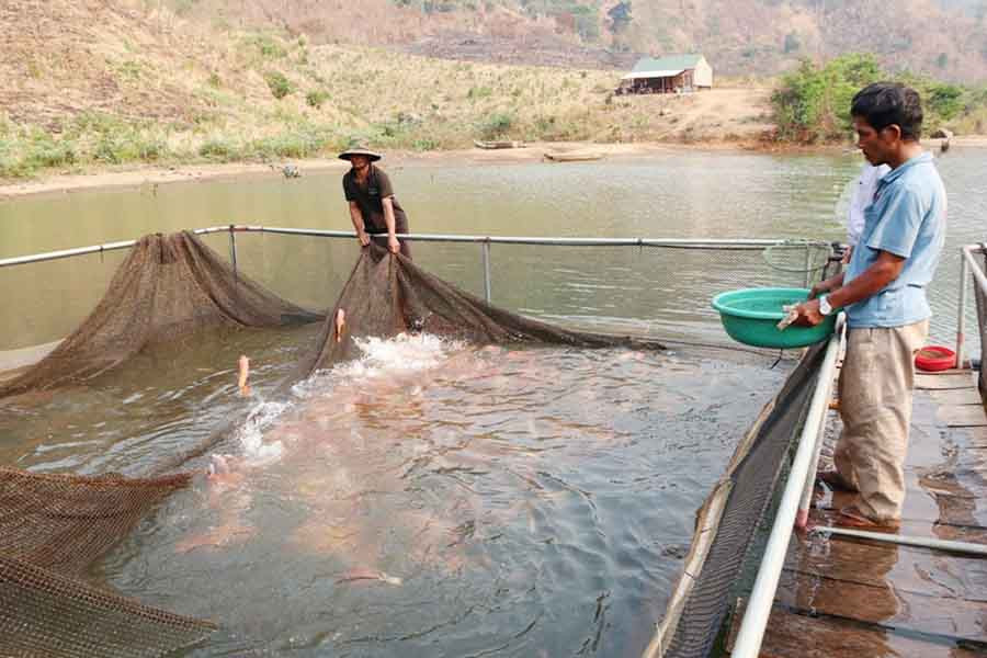 Cá nuôi ở môi trường trong sạch nên rất nhanh lớn. Ảnh: N.S Cá nuôi ở môi trường trong sạch nên rất nhanh lớn. Ảnh: N.S