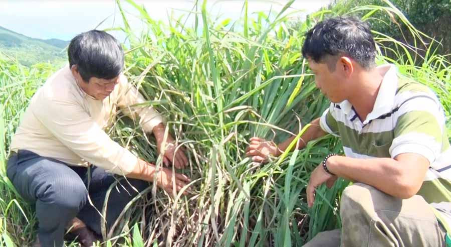 Cây sả Java được nhiều nông dân ở huyện Kbang lựa chọn trồng để phát triển kinh tế. Ảnh: H.H  Cây sả Java được nhiều nông dân ở huyện Kbang lựa chọn trồng để phát triển kinh tế. Ảnh: H.H
