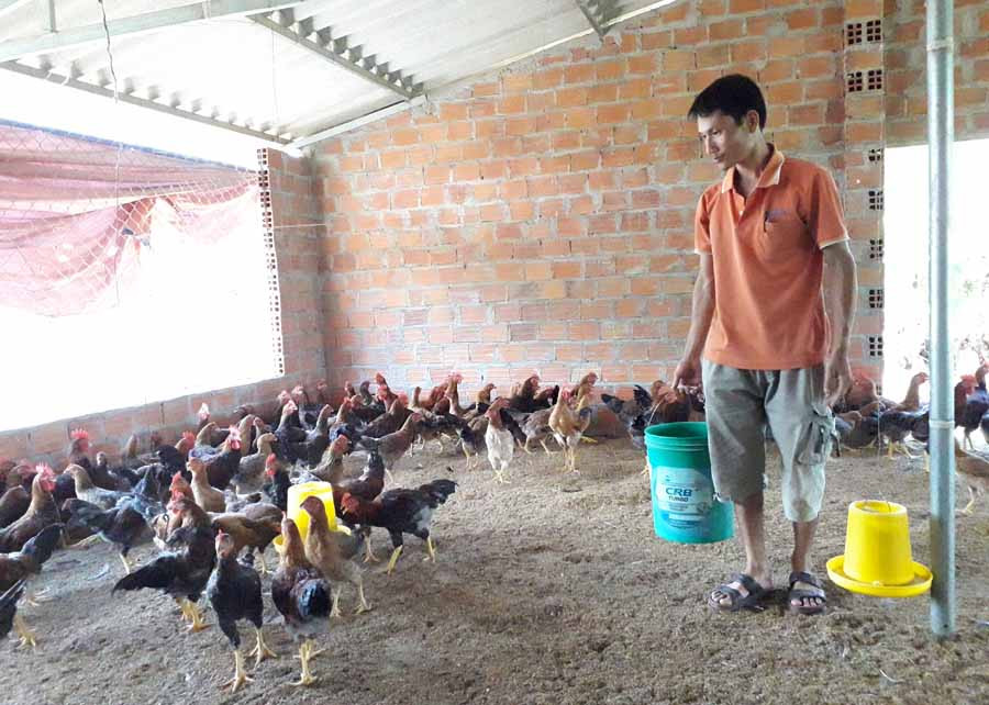 Anh Trịnh Xuân Tuyên cho gà ăn. Ảnh: G.H