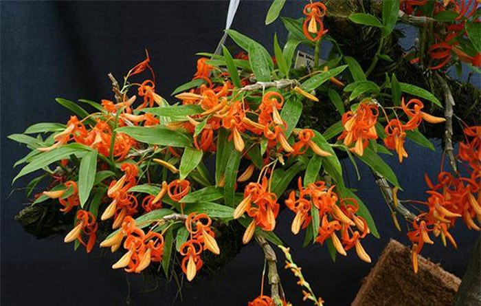 Lan đơn cam phát triển tốt trong môi trường nhiệt độ từ mát mẻ đến ấm áp nhưng không chịu nóng. Ảnh: vuonlan.