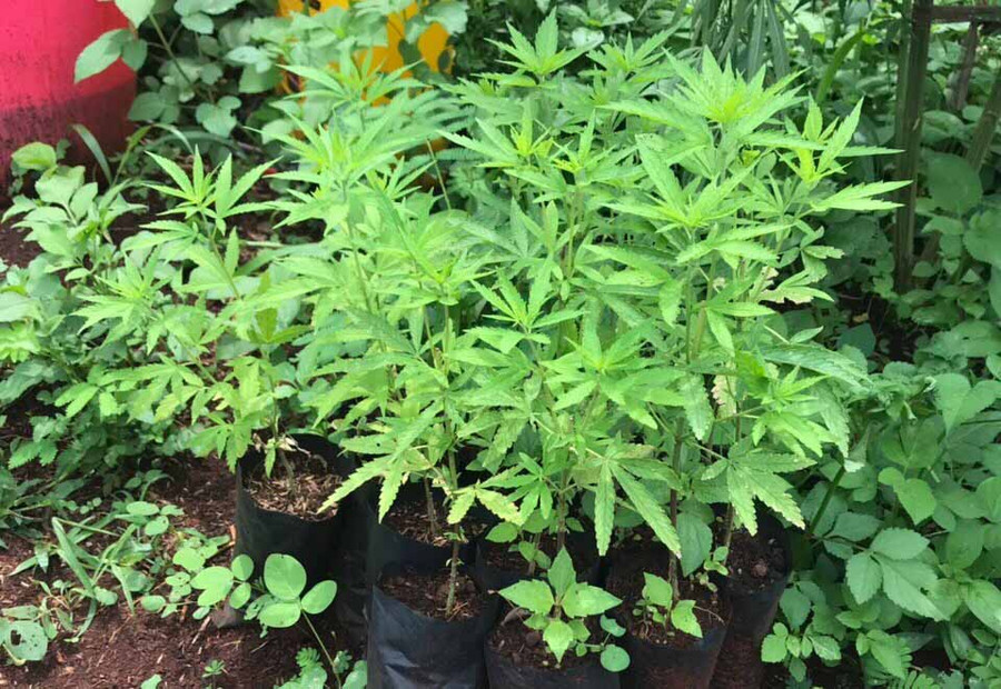 Cây cần sa đang được ươm trong bầu tại vườn nhà Khoa. Ảnh: Văn Ngọc