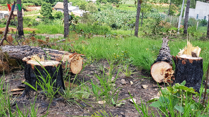 Lâm Đồng sẽ xử lý nghiêm trách nhiệm của người đứng đầu khi để tình trạng ken cây, phá rừng chiếm đất xảy ra. Lâm Đồng sẽ xử lý nghiêm trách nhiệm của người đứng đầu khi để tình trạng ken cây, phá rừng chiếm đất xảy ra.