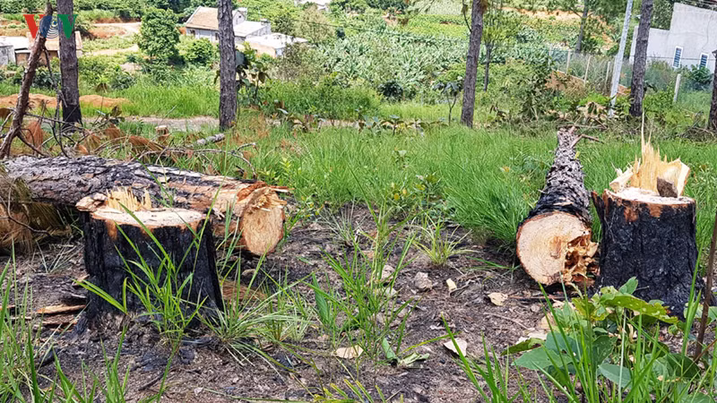 Lâm Đồng sẽ xử lý nghiêm trách nhiệm của người đứng đầu khi để tình trạng ken cây, phá rừng chiếm đất xảy ra. Lâm Đồng sẽ xử lý nghiêm trách nhiệm của người đứng đầu khi để tình trạng ken cây, phá rừng chiếm đất xảy ra.