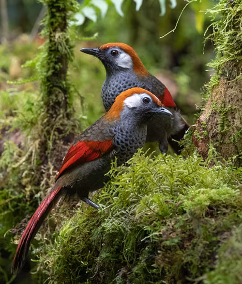 Khướu đuôi đỏ cũng là giống chim chỉ có ở Việt Nam nhưng địa bàn phân bố trải rộng hơn. Theo anh Thuần Võ, loài khướu này sống ở cả vùng núi Ngọc Linh và dãy Hoàng Liên Sơn.