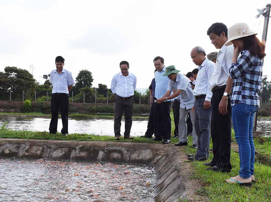 Đoàn giám sát của HĐND tỉnh kiểm tra thực tế dự án nuôi cá lăng đuôi đỏ tại Trung tâm Giống thủy sản Gia Lai. Ảnh: N.T