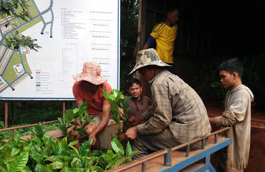 Cấp cây giống cà phê. Ảnh: Như Nguyện Cấp cây cà phê. Ảnh: Như Nguyện