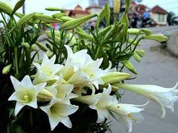 Phố núi có những khoảng lặng yên bình đến không ngờ (ảnh minh họa)