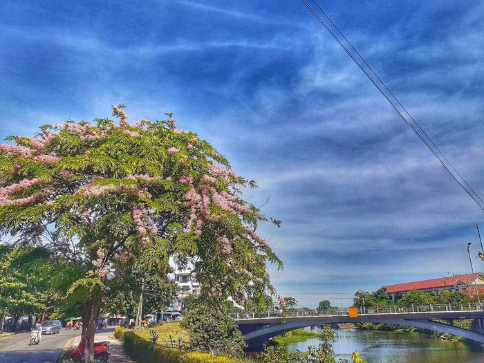 Theo như tìm hiểu, tại thành phố Huế loài cây này nằm dọc con đường Phan Chu Trinh bên dòng sông An Cựu. Muồng hoa đào là loài cây ưa sáng, mọc nhanh, ưa đất sâu, dày, ẩm nên thường mọc tự nhiên ở ven bìa rừng, ven suối, chân núi.