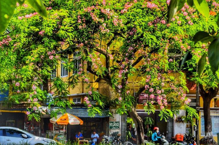 Với đặc điểm cây có tán rộng, mọc nhanh, không cao quá cho hoa đẹp, nên cây muồng hoa đào được quan tâm, chú ý để phát triển làm cây cảnh quan, cây đường phố.