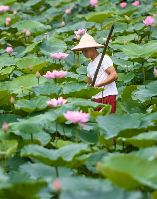 Hoa sen bày bán trên phố chủ yếu đến từ các đầm quanh Hà Nội như hồ Tây, Xuân Đỉnh và Gia Lâm. Ngoài thu hái sen vào buổi sáng (ảnh), các chủ đầm còn mở thêm dịch vụ chụp ảnh. Do đó, những bông hoa gần lối đi được giữ lại để khách tiện chụp ảnh, trong khi những bông ở xa hơn sẽ đem bán.