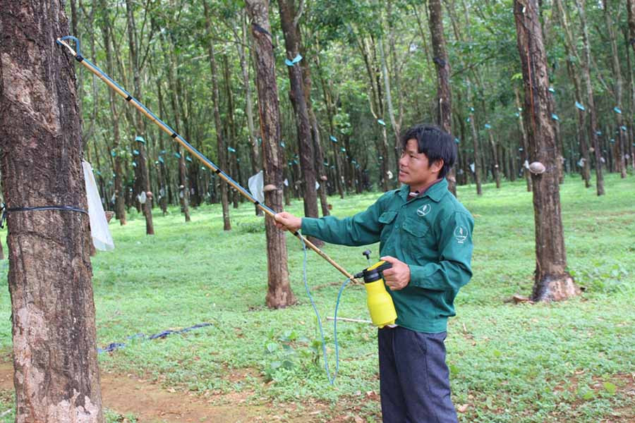  Anh Cao Văn Tiếp (Công ty TNHH một thành viên Cao su Chư Sê) với sản phẩm bình bôi thuốc kích thích mủ. Ảnh: P.L