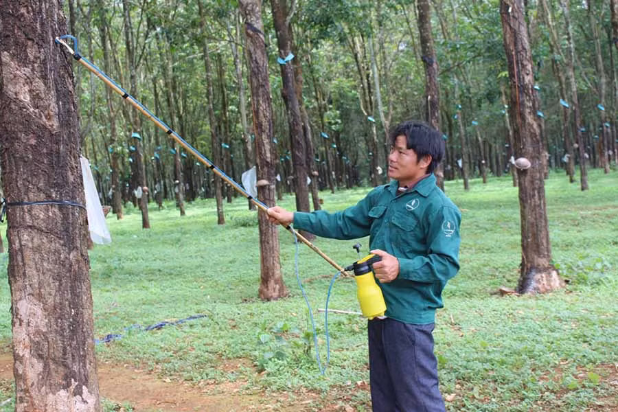  Anh Cao Văn Tiếp (Công ty TNHH một thành viên Cao su Chư Sê) với sản phẩm bình bôi thuốc kích thích mủ. Ảnh: P.L
